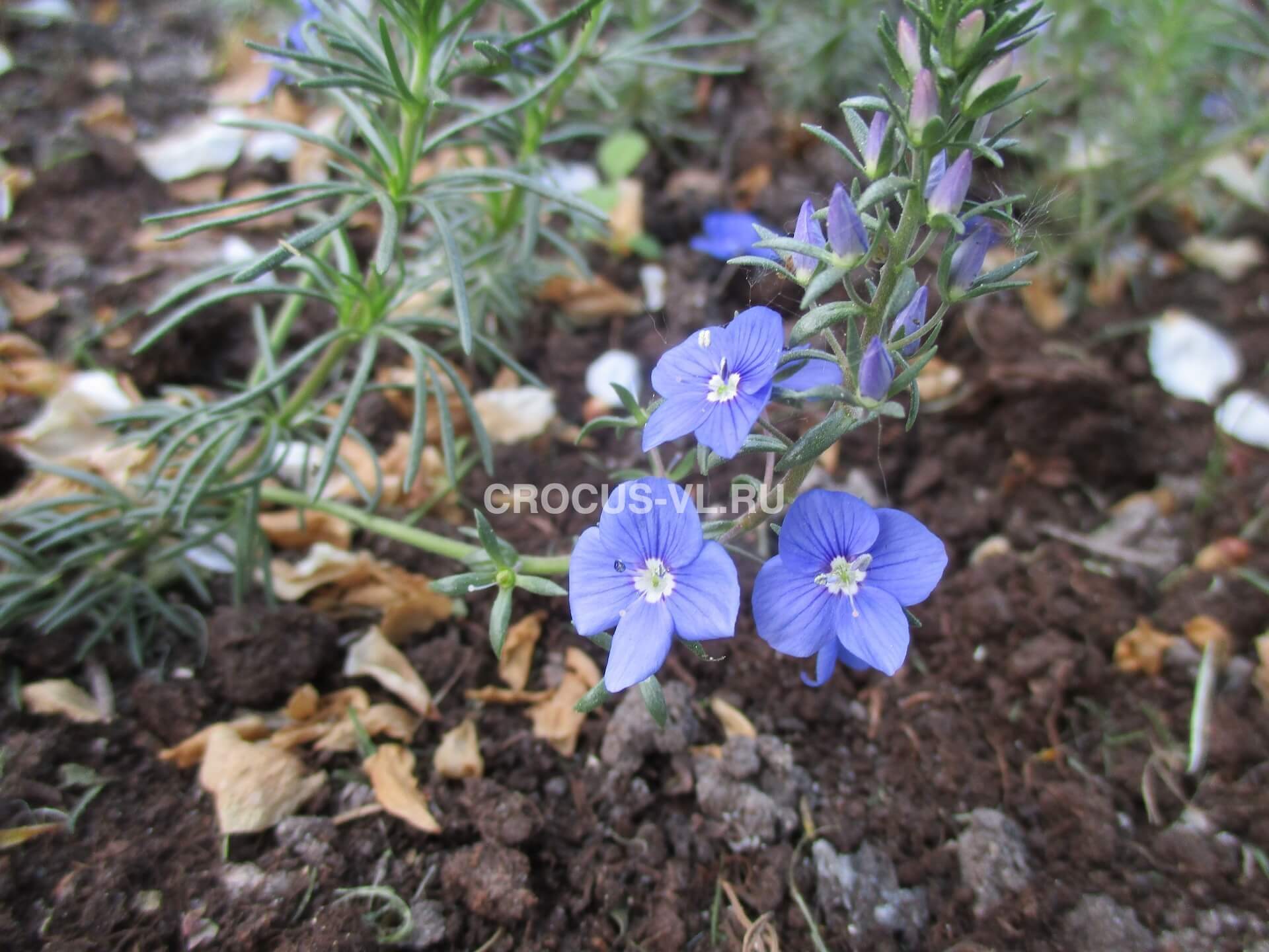 Вероника армянская «Blue»